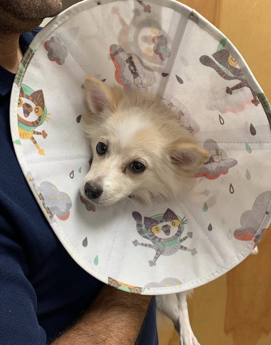ncabral9's tweet photo. cones of s̶h̶a̶m̶e̶ cuteness 😩😍 https://t.co/rpHxdRdyiO