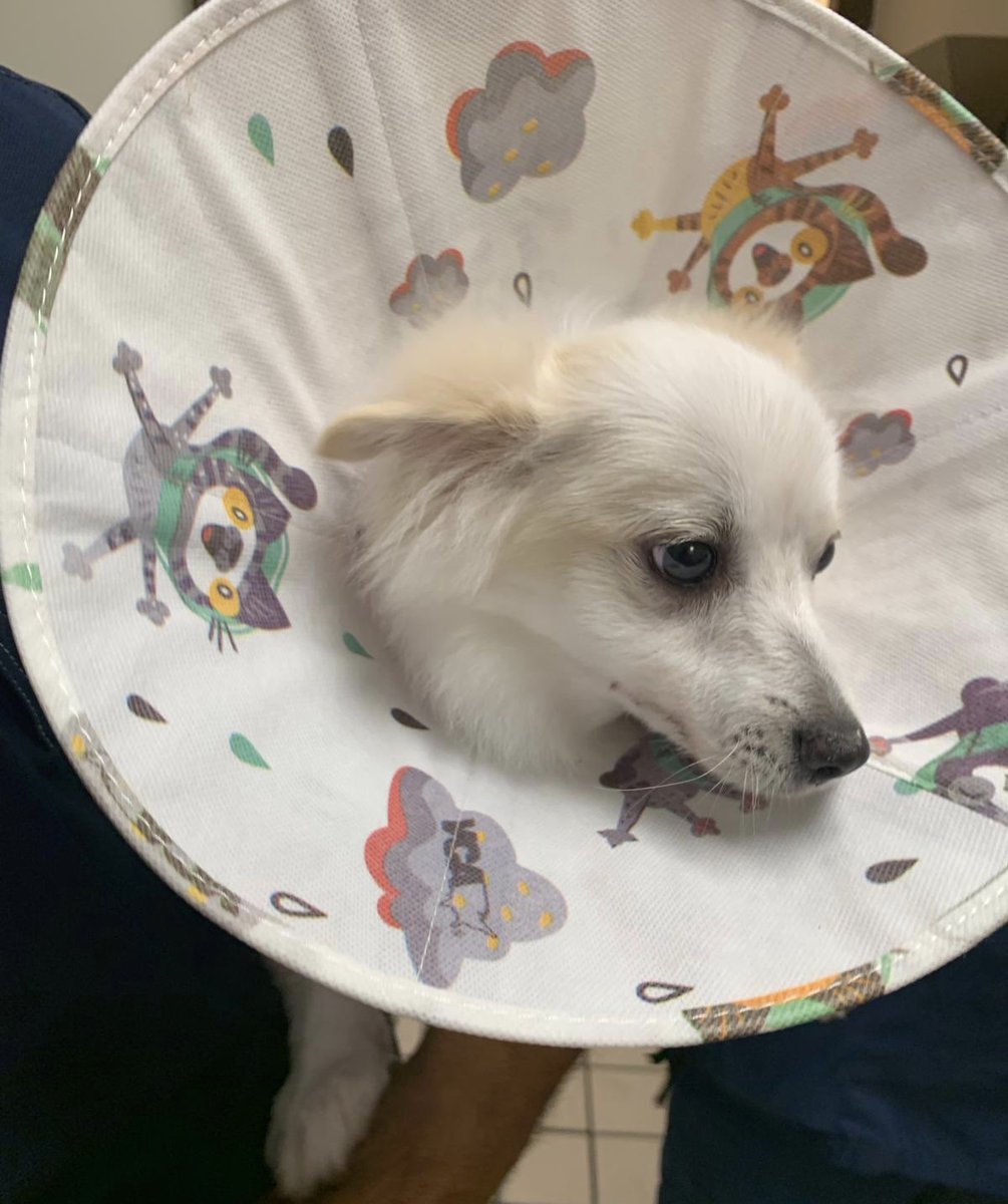 ncabral9's tweet photo. cones of s̶h̶a̶m̶e̶ cuteness 😩😍 https://t.co/rpHxdRdyiO