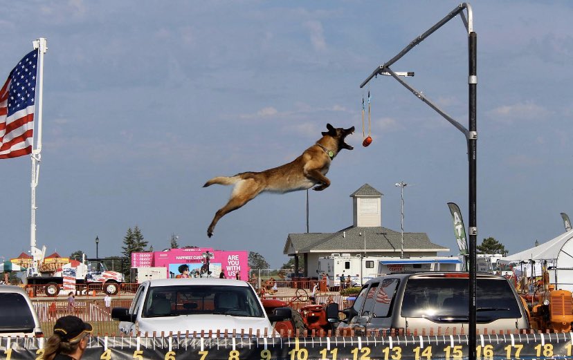demishoots24's tweet photo. I call this the flying dog 🐕 . https://t.co/QX7NjBcYtj