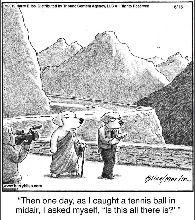 suadcampbell's tweet photo. Even a dog questions his existence, now and zen. #zendogs #zen #philosophy https://t.co/Pr0GpiglCD