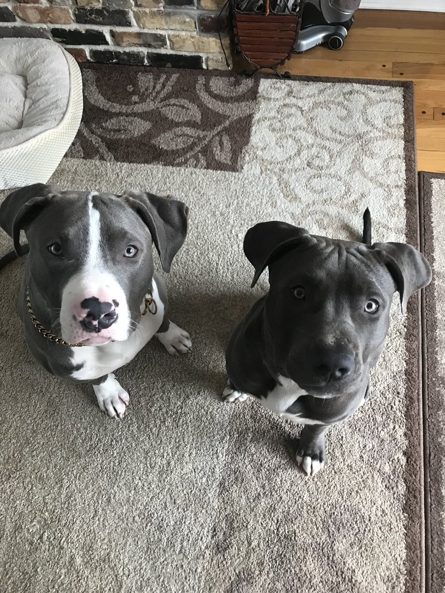 Valoryg's tweet photo. @pitbullsad Sweet brothers! https://t.co/n0jzYZbvjH