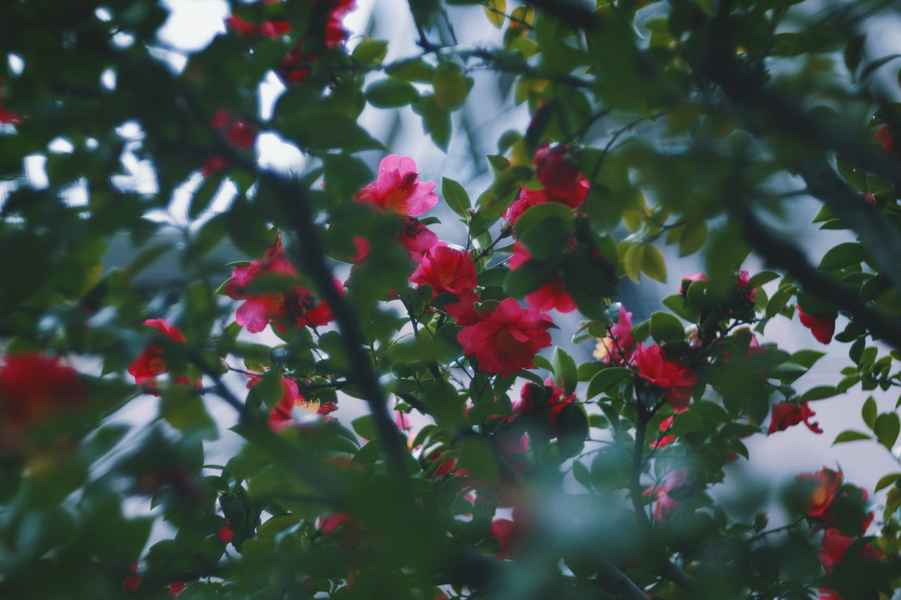 Neo Himeism 寒椿 カンツバキ T Co Edzmjfsmez Twitter