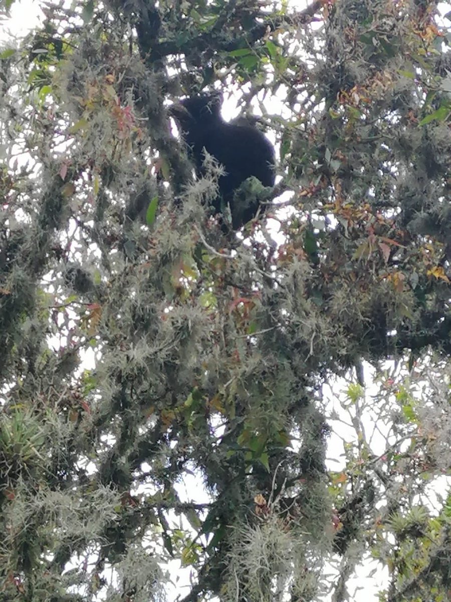 Corpoboyaca's tweet photo. El Tremarctos ornatus se encuentra a 8 metros en la copa de un árbol de pomarrosa, donde ha sido alimentado con frutas y bromelias. Las autoridades de @Corpoboyaca y fundación #Bioandina buscan que el animal baje un poco para reducir riesgos de caída al momento de sedarlo. https://t.co/hHNgVN4L8a