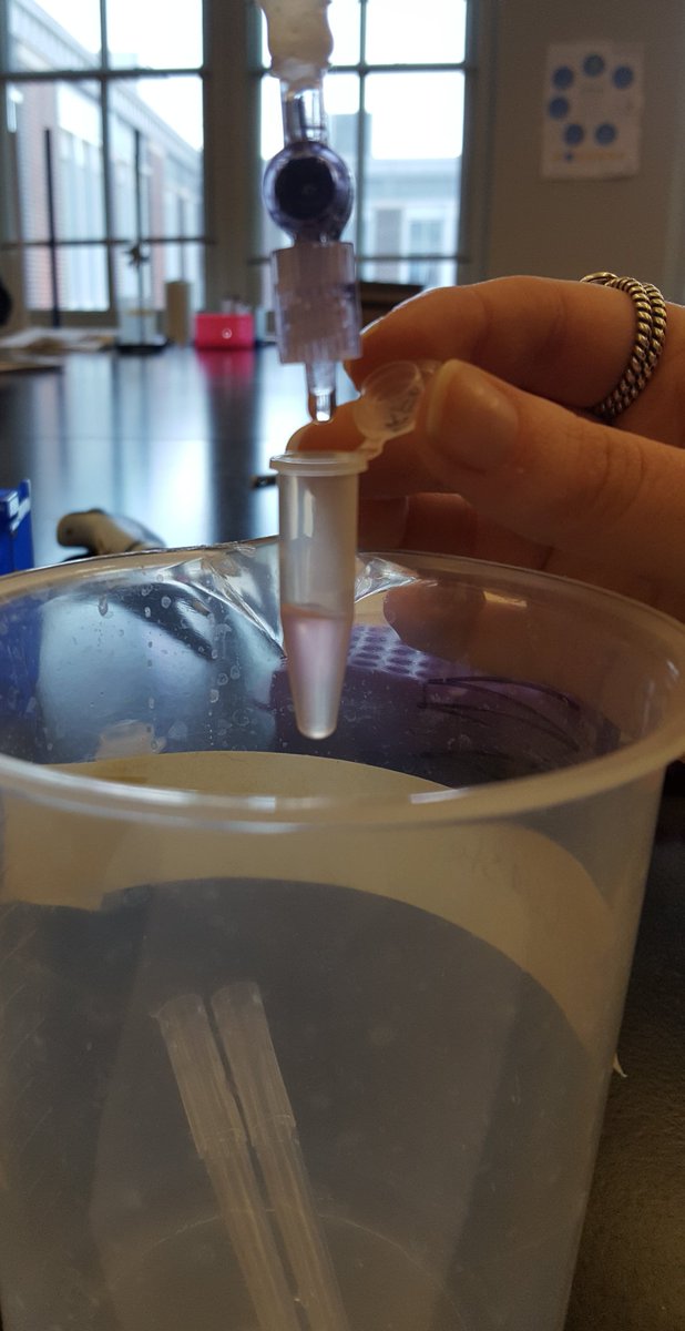 Wierzbowski_Bio's tweet photo. Biotech students successfully isolated the rfp from bacterial cells today. Just look at the glow! @harvlsoutreach @MassBioEd #bioteched
#ABEMA #MassBioEd https://t.co/Naa46X6zWy
