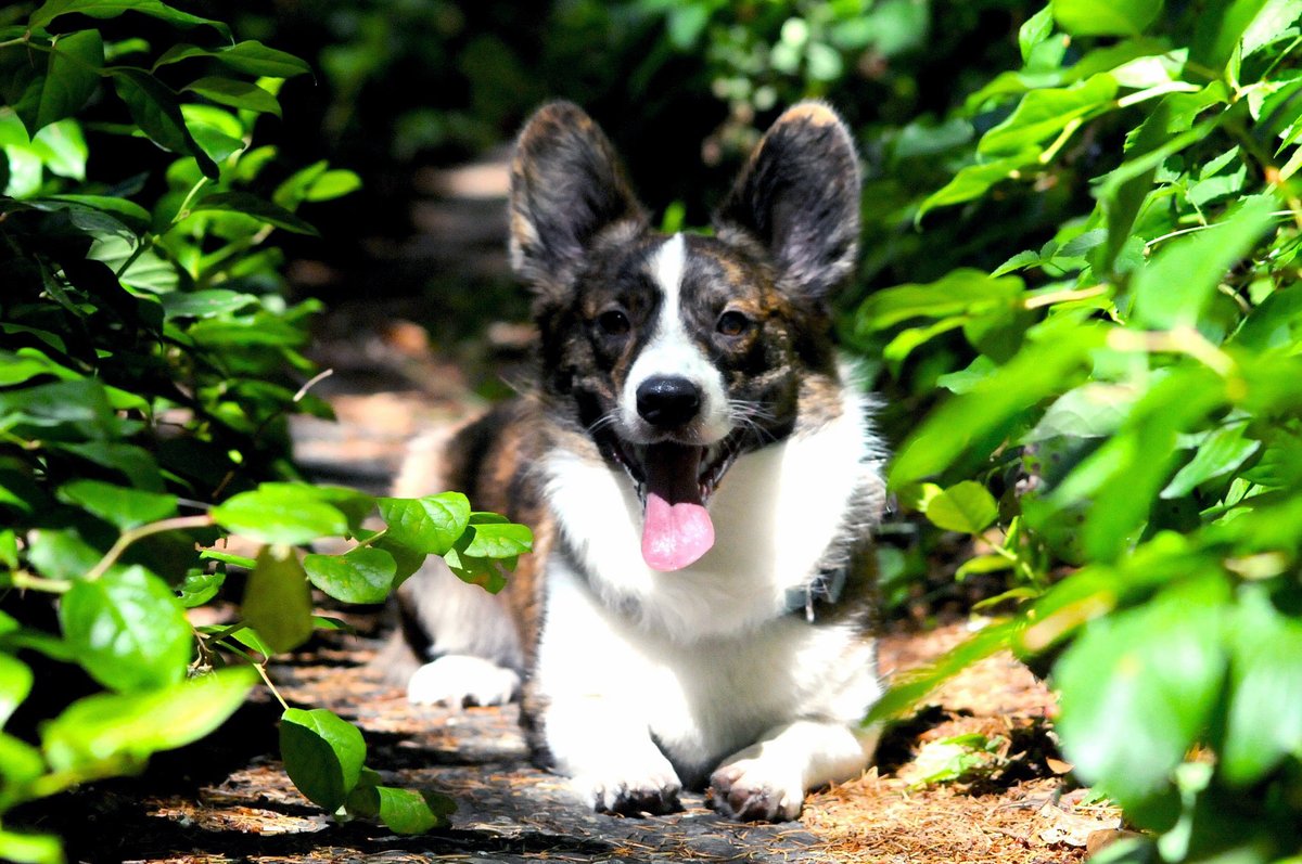 mojpies_com's tweet photo. Welsh Corgi Cardigan to wesoła, ale i bardzo mądra oraz temperamentna rasa psów. Cechuje się lekką nieufnością do obcych, dlatego na spacerach nie podbiega do każdego człowieka czy dziecka, które reaguje na psa. 
#WelshCorgiCardigan #dogs #Breeds #psy
https://t.co/vtOwNx807o https://t.co/SjmpV95URZ