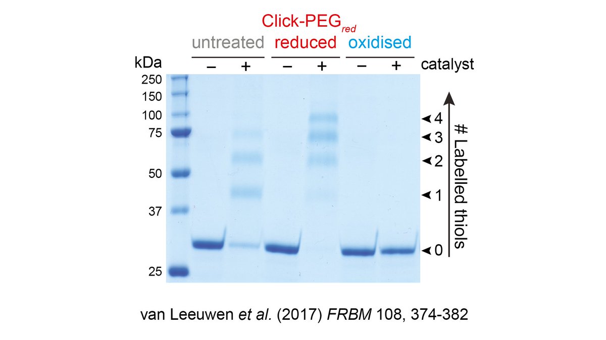 CochemeLab's tweet photo. For the original (inedible) version #Redox #MobilityShift #ClickPEGylation
https://t.co/HOx3n2RQ14 https://t.co/kjAWfoGrC6
