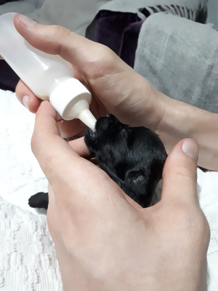 vetriste's tweet photo. como faz pra passar a vontade de colocar esse cachorrinho no bolso e levar pra cima e pra baixo? https://t.co/lndVhvUDgY