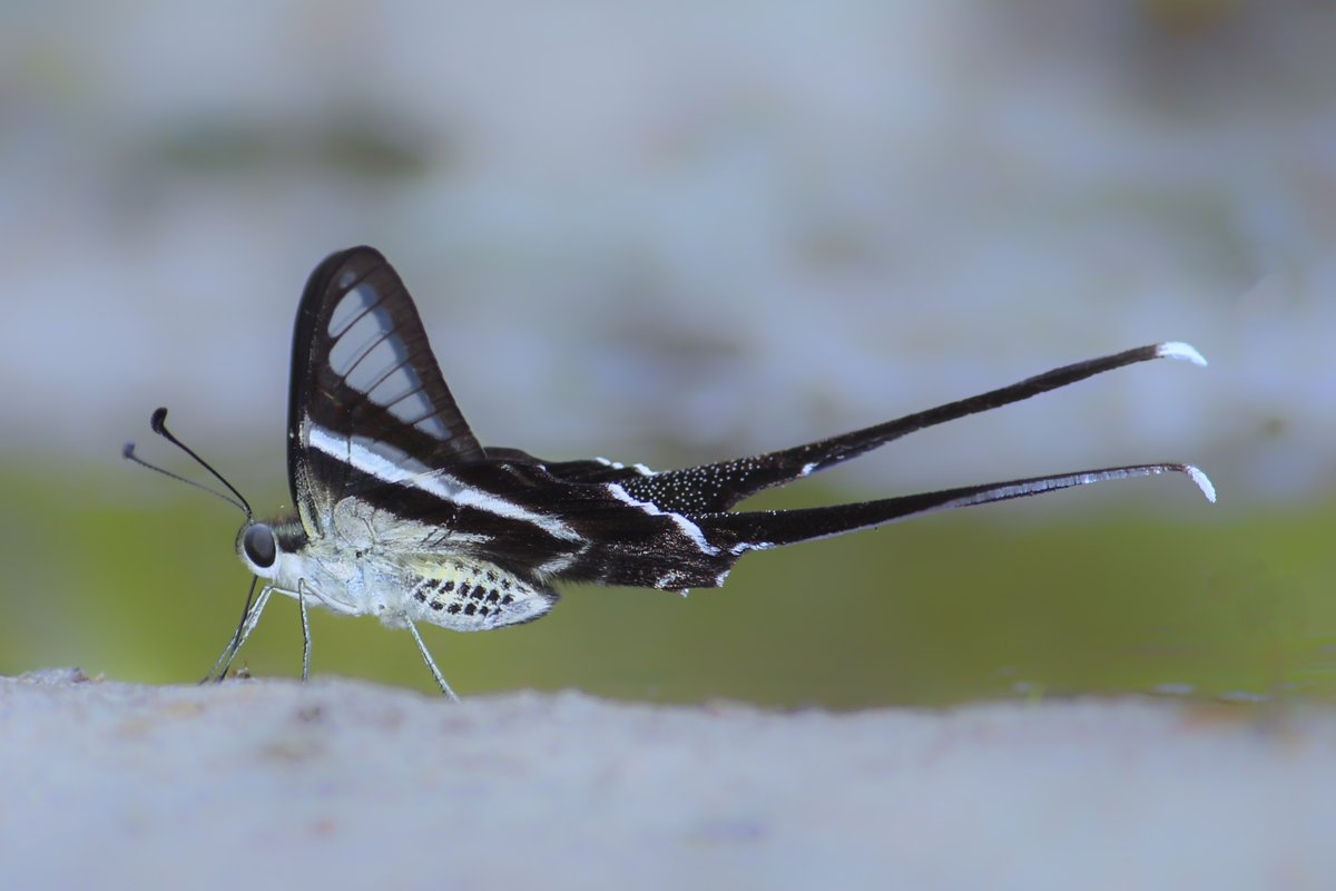 Profile of a white dragontail resting on a surface. It has short, translucent wings with black markings and a long tail at the end of each wing. Its body is a silvery-white color and it has black antennae on top of its head. It also has big black eyes.