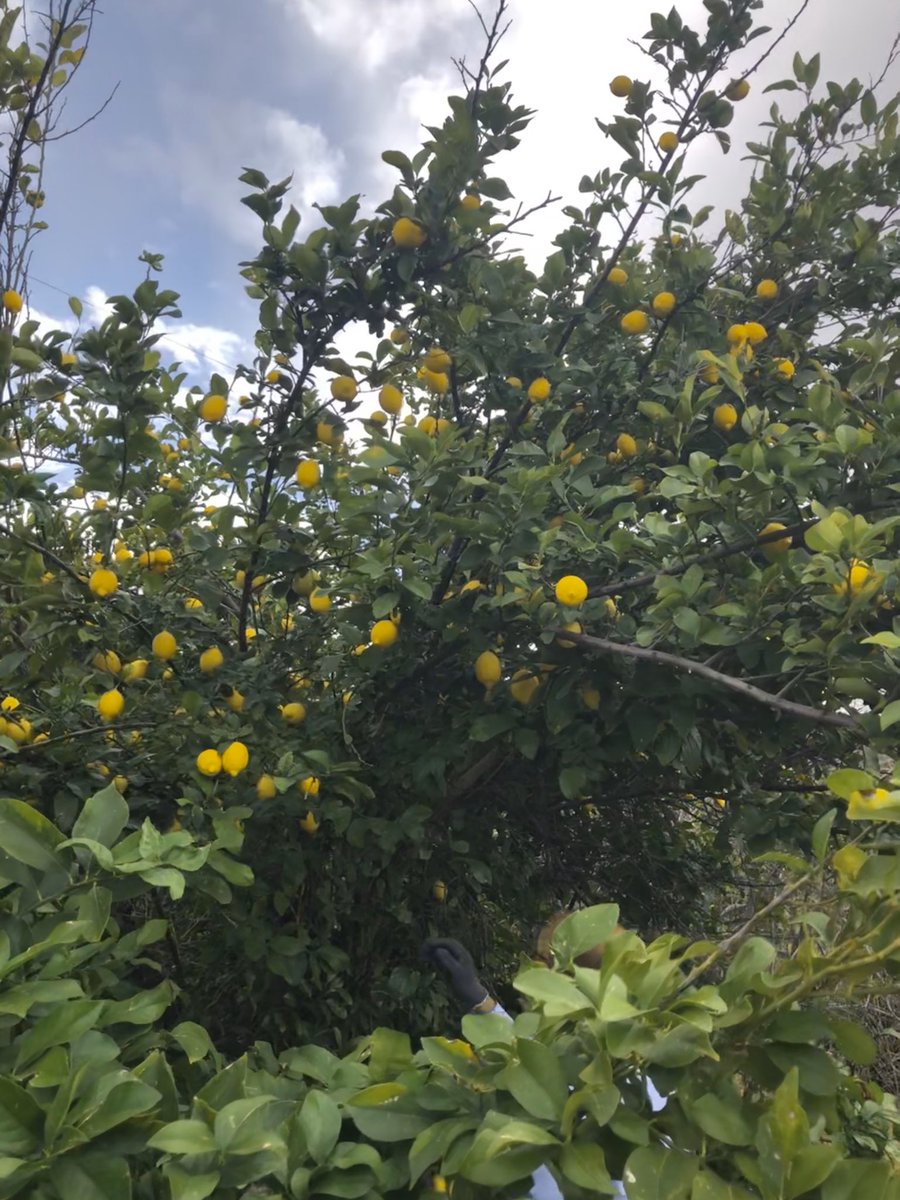 faheemarshad101's tweet photo. One of the many advantages of coming to the mosque. 

You find lots of oranges and lemons. 😋

#fruitsatthemosque
#Phoenixmosque
#ahmadiyya
#Sabrkapahl https://t.co/DQnc4Gu0xB
