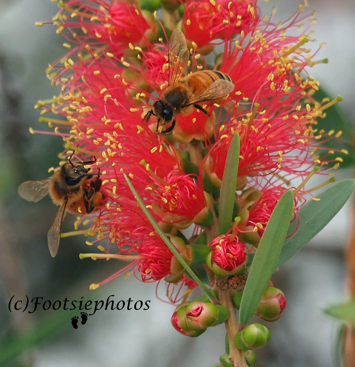 footsiephotos's tweet photo. I hold my camera with my feet. #nature #bee #native #photography #Queensland #stornmhour #ThePhotoHour #disabledphotographer #aussiephotos #mytown #discoverqld #queensland #nofilter #abcopen #aussiephotos #OLYMPUS
https://t.co/jadQujmsMi https://t.co/vSluIMAeEA