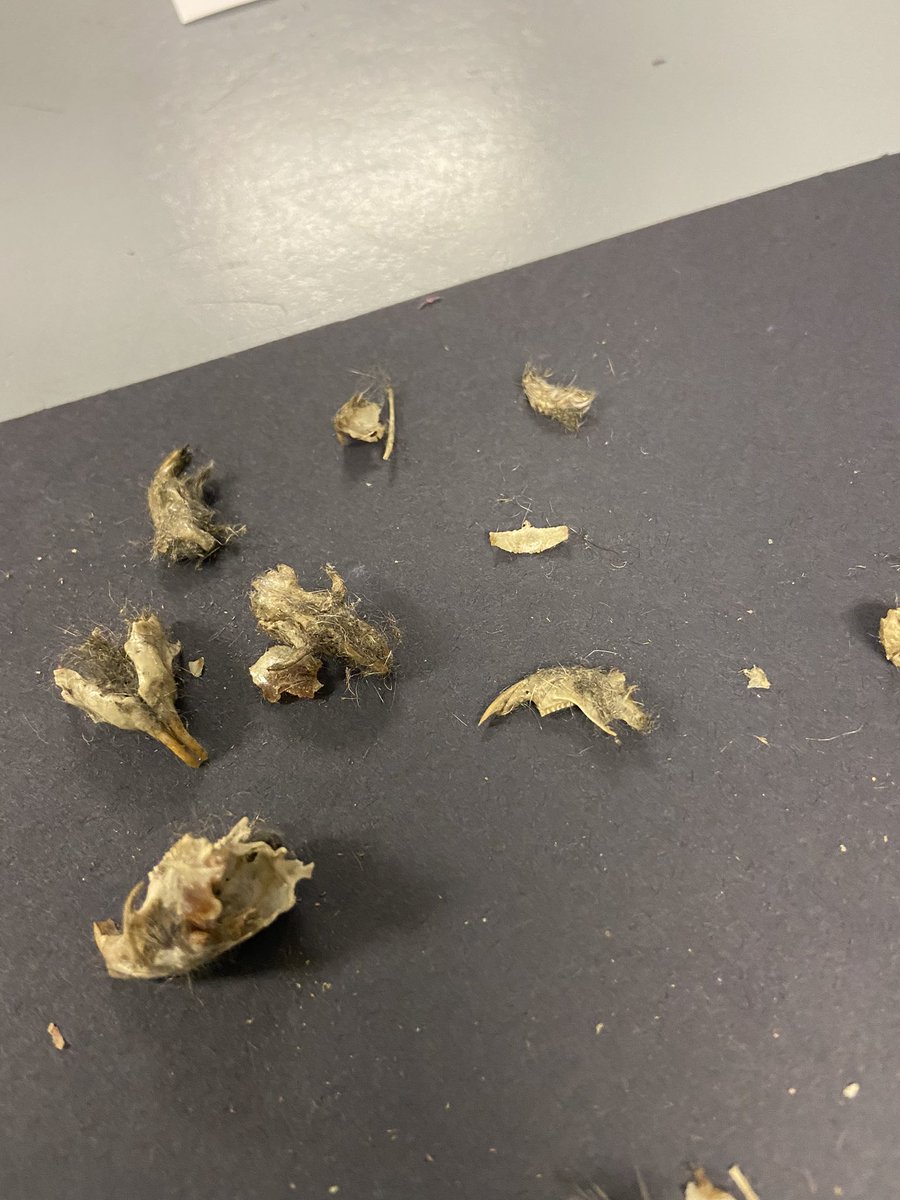 ODMS_ESLdept's tweet photo. Can you guess what our scientists were trying to figure out here? 🧐 #STEM #OwlPellet #WhatDidThisOwlEat 👀 @odms_sci @ODMSMustangs https://t.co/izOnvuZT1K
