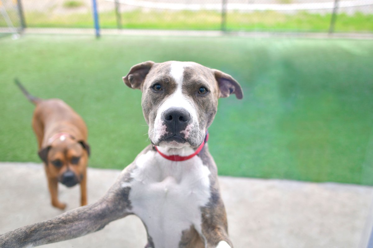 DallasShelter's tweet photo. Princess (#A1092586) is popping up to say "HEY! You can adopt a pet for FREE at DAS starting tomorrow as part of the #CuddleHuddle promotion and you should pick me!"
This sweet girl is an MVP - most valuable pooch! She's sweet, gentle, and playful! Adopt her for the Big Game! https://t.co/L8skPu9nab