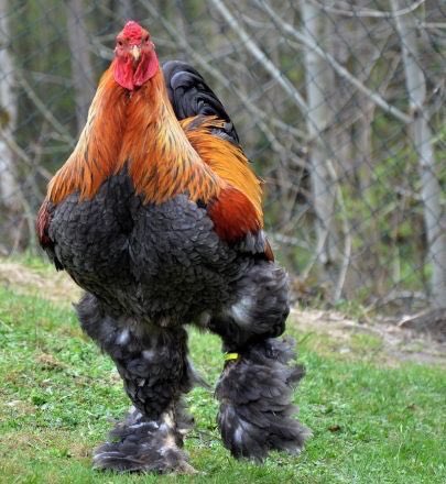 .     OG           Brahma Rooster   Anunoby      (King of Poultry)