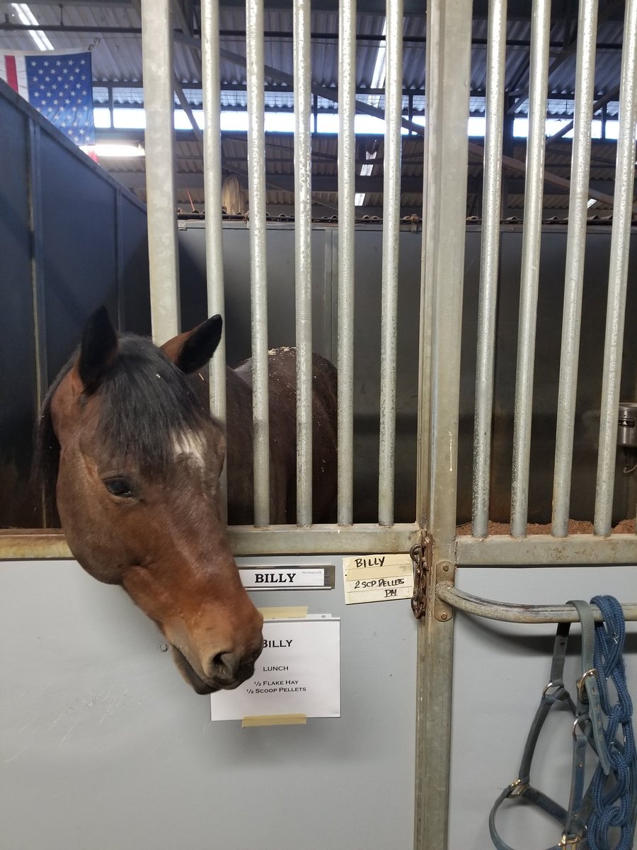 LAPD MOUNTED PLATOON tweet media