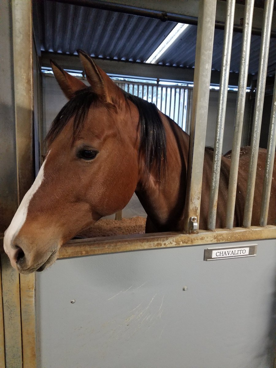 With recent retirements of Bo and Baja, the mounted training team were on a long search for replacements.  Welcome Chava (5 YO) and Billy (10 YO).  They have recently passed all certification and are field deployed.  AZ to LA.