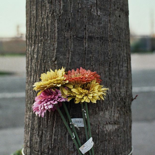 In Loving Memory... #nikonfm #kodakportra100 #instadaily #filmisnotdead #fiaf #fiafers #instalike #instagood #instagram #streetphotography #bestoftheday #picoftheday #photooftheday #instadaily ift.tt/2S6oE2T