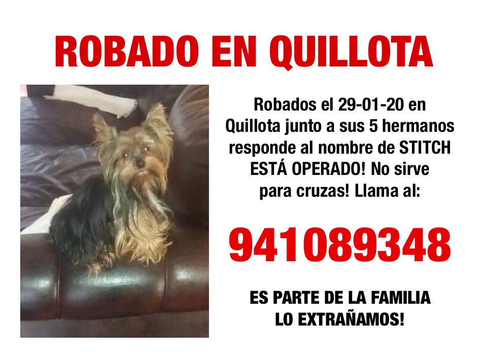 YorkshireTChile's tweet photo. ROBADO EN QUILLOTA!
Entraron a robar a su casa cuando su dueña estaba visitando a su esposo en el hospital! Ya que está grave.
Por favor DEVUÉLVANLO!!! 
Solo se robaron a los 6 Yorkshire de la casa!!! #Quillota https://t.co/wQu8mXbCQQ