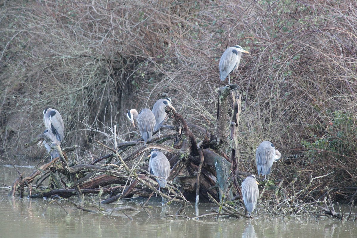 Eight large grey birds perch on a large log in a pond.