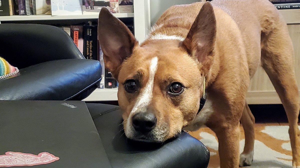 Dog standing with her chin on an ottoman