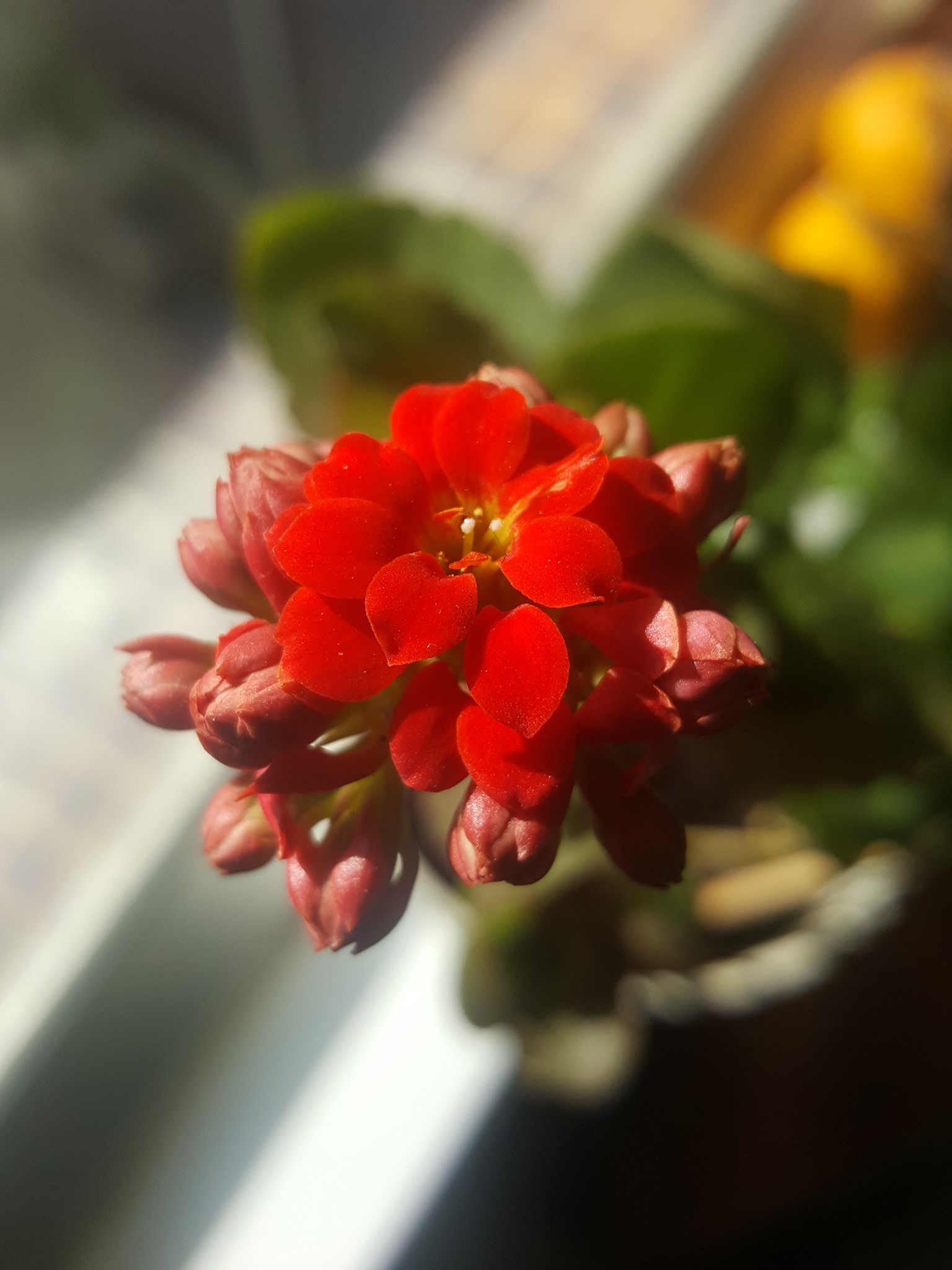 Kwanmeiyi62 31 01 週五年初七人日 長壽花 Kalanchoeblossfeldiana 家樂花 矮生伽藍菜 聖誕伽藍菜 壽星花 布洛斯費爾德高涼菜 Happynewyear 鼠年快樂