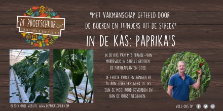 Ondertussen in de kas... #groei #seizoenen #paprika Nog even geduld 🌱