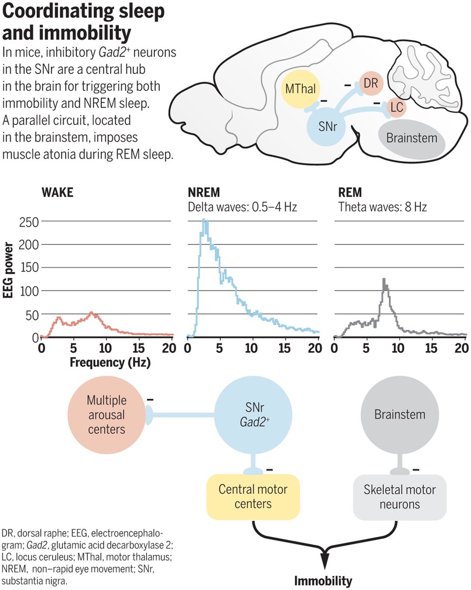 Время активного мозга. Rem non Rem фазы сна. Активность мозга во сне. Активность мозга медленный сон. Мозговая активность в медленном сне.