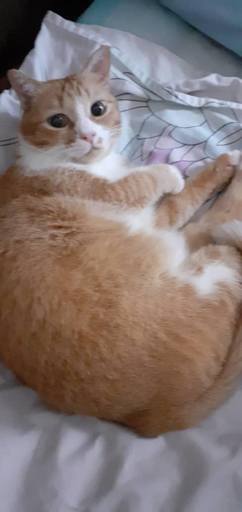 EdtechByMeera's tweet image. Hey stop clicking me. Dont you see that I am resting?
#codinglife #cats #codingcats #code #youtuber #dev