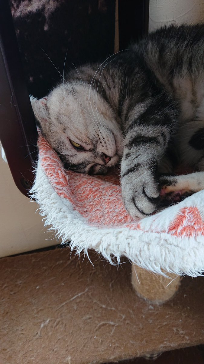 結cafe 鳥栖店 Yuicatcafe Twitter