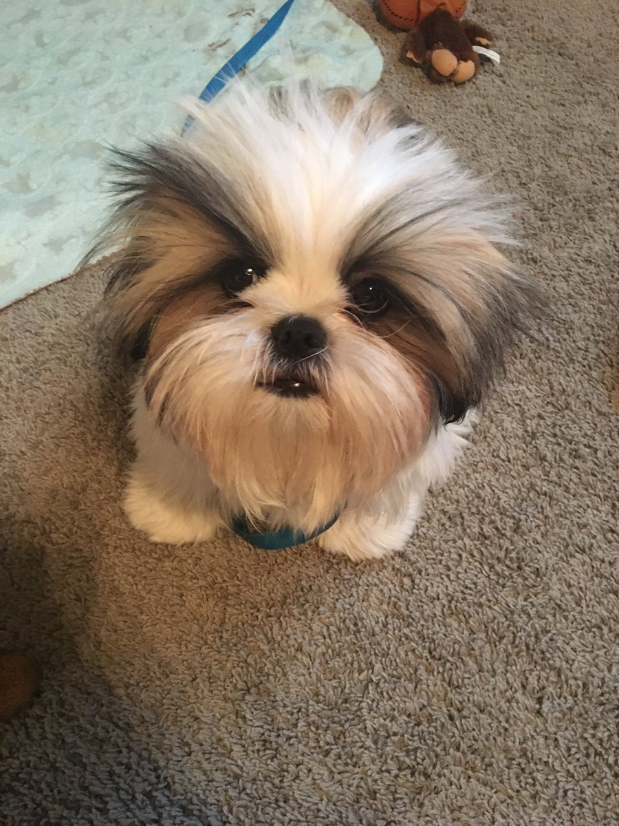 AshleySas24's tweet photo. He’s so cute I can’t https://t.co/uLvN7ZGRKT