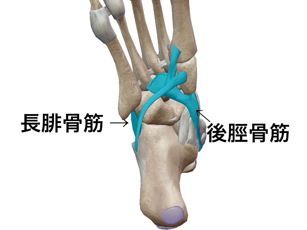 一社)日本治療家研究所（PRT療法/思いっきり解剖学） no Twitter: "足部のアーチで 長腓骨筋と後脛骨筋の 走行はとても大切。  お互いにキュッと引っ張る事で 横アーチの形成を助けます。 #PRT #PRT療法 #思いっきり解剖学 #解剖学  https://t.co/l0lehBwXcm" / Twitter
