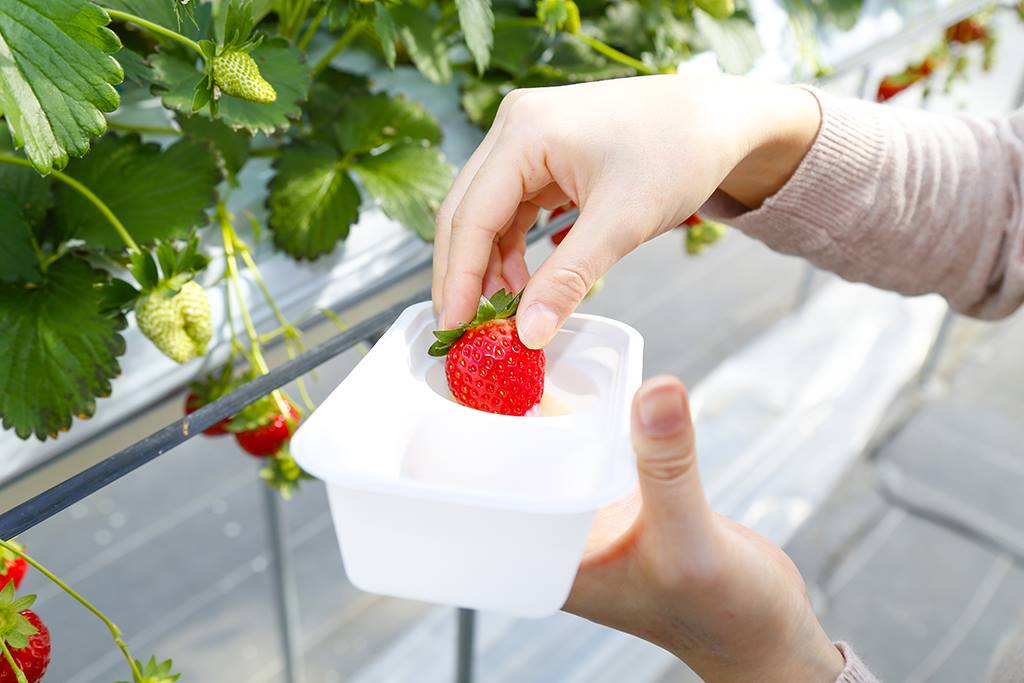 fudaojp's tweet photo. 又到了草莓季🍓
酸甜滋味、大粒果實的草莓是否想要嚐看看呢？🤤
福島縣內有好幾處採草莓吃到飽的設施
小編整理在fb粉絲專頁了
TW首頁有連結網址👆👆
.
#日本東北 #福島縣 #イチゴ狩り #草莓季 #採草莓 #ふくしま #Fukushima #福之島 https://t.co/cqOvmroVJR