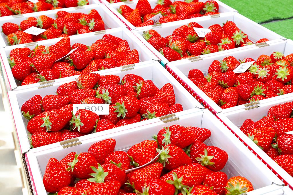 fudaojp's tweet photo. 又到了草莓季🍓
酸甜滋味、大粒果實的草莓是否想要嚐看看呢？🤤
福島縣內有好幾處採草莓吃到飽的設施
小編整理在fb粉絲專頁了
TW首頁有連結網址👆👆
.
#日本東北 #福島縣 #イチゴ狩り #草莓季 #採草莓 #ふくしま #Fukushima #福之島 https://t.co/cqOvmroVJR