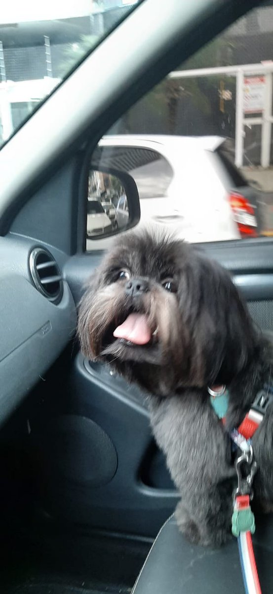 rfljuca's tweet photo. Tadinho bugou a cara dele hshshshs #pet #petbug #dog #bug https://t.co/fUOSztf3JK
