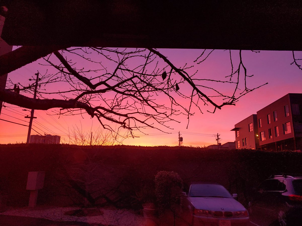 Purple to pink to orange sky with silhouette of a bare cherry tree in foreground. Emeryville, California.