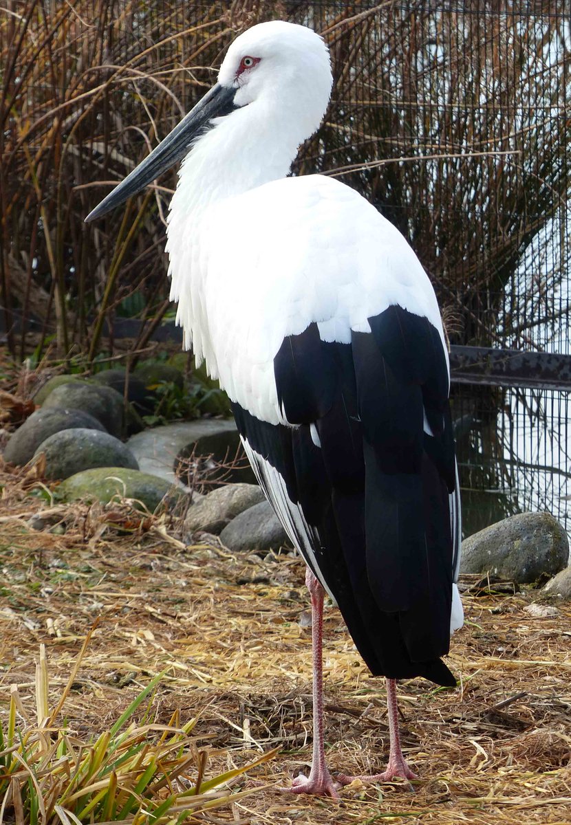 羽の色は白と黒？ #ニホンコウノトリ