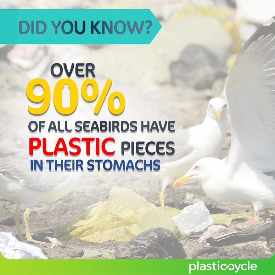 AjitaKad's tweet photo. #plasticcycle #didyouknow #seabirds #plasticpollution #LetsBeatPlastic #SayNOtoBeachpollution #together #abetterworld #reuse #recycle #reduce #refuce #ecofriendly #savetheplanet #gogreen #srilanka #lka https://t.co/SpprSDJ6WU