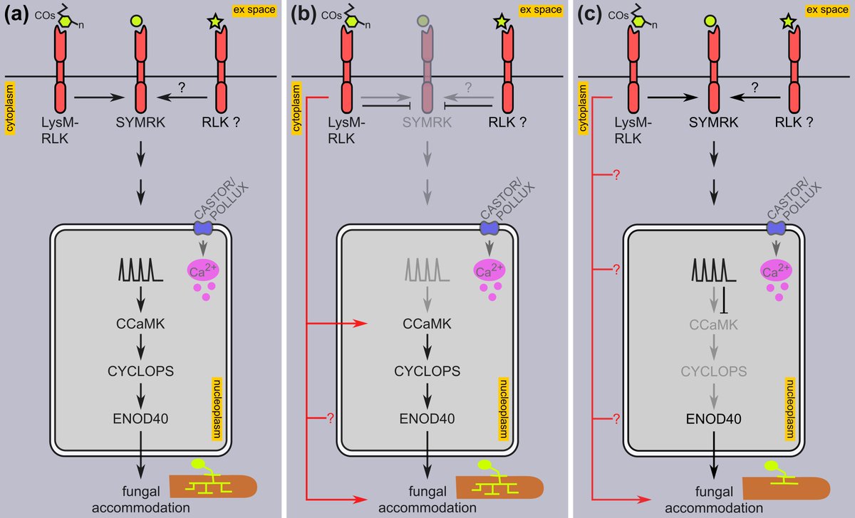 Skiada et al., Fig. 6, Schematic summary describing putative recognition events of Fusariun solani strain K (FsK) by Lotus japonicus root cells, signalling cascade, and subsequent fungal accommodation.