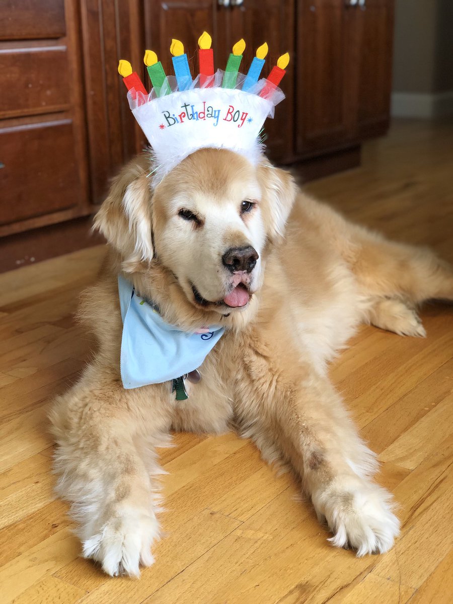 KeepinItChereal's tweet image. Happy 11th Birthday to the very best buddy, and the furriest #Nashie around. We cherish every day we have with him! 🎉🐾❤️
