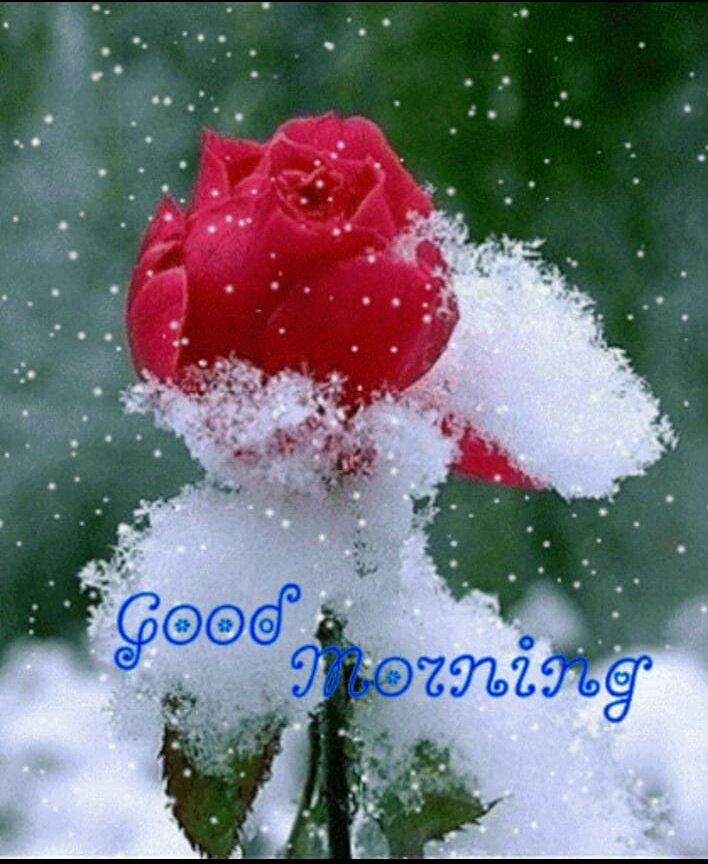 HumeraK34926317's tweet photo. 💕 समझदार इंसान से की गई
 कुछ मिनट की बात हजारों    
किताबें पढ़ने से बेहतर है...💕

#Good_Morning 😊🤗
#FridayFeeling 
#JummaMubarak https://t.co/LGQxTtvddv