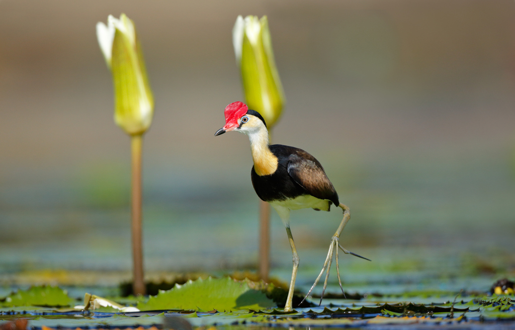 'Safeguarding #biodiversity in all its forms is now as urgent as tackling #climatechange. There must be no further loss of wetlands'  @martharojasu1 Sec General Ramsar Convention on Wetlands @RamsarConv  
 #SaveToondah #RespectRamsar #WorldWetlandsDay 
#ActforBirds  
📷 O Levy