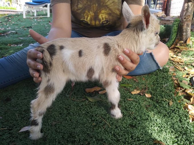 So today I wrestled all day! 3 matches! When done I got notified that 2 of my goats had kids. Can&rsquo;t wait