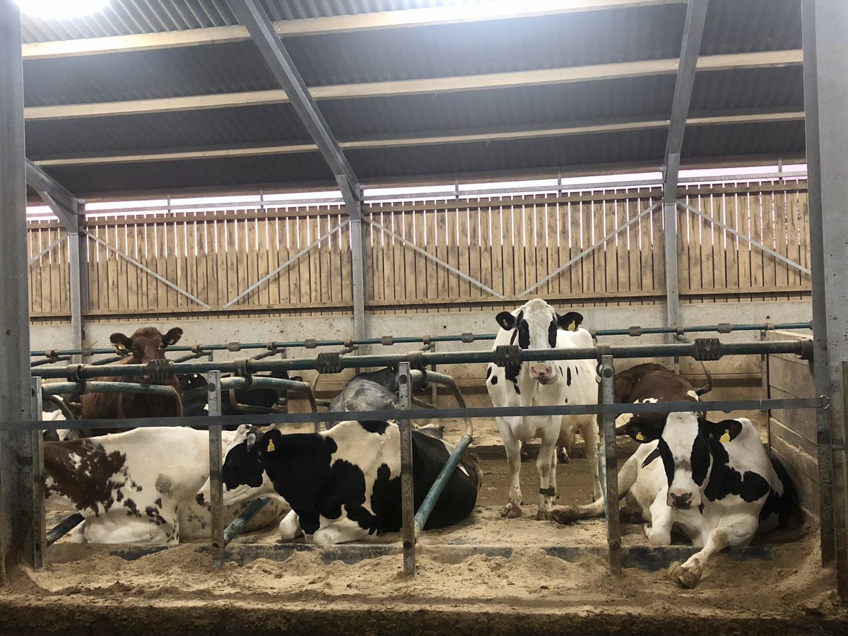 Views from the office this morning 💚🐄🏴󠁧󠁢󠁷󠁬󠁳󠁿🇬🇧
The farm is it’s most beautiful at #dawn or #dusk 
#ProudtoProduce #Farm24 #WeAreFeedingTheNation 
Can anyone tell which cow is Spot 😊?