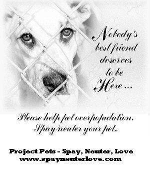 Shelter Pets are not Broken, they are Homeless. Please #ADOPT your next family member. Every breed under the sun is available in rescues &amp; shelters. #Spay #Neuter