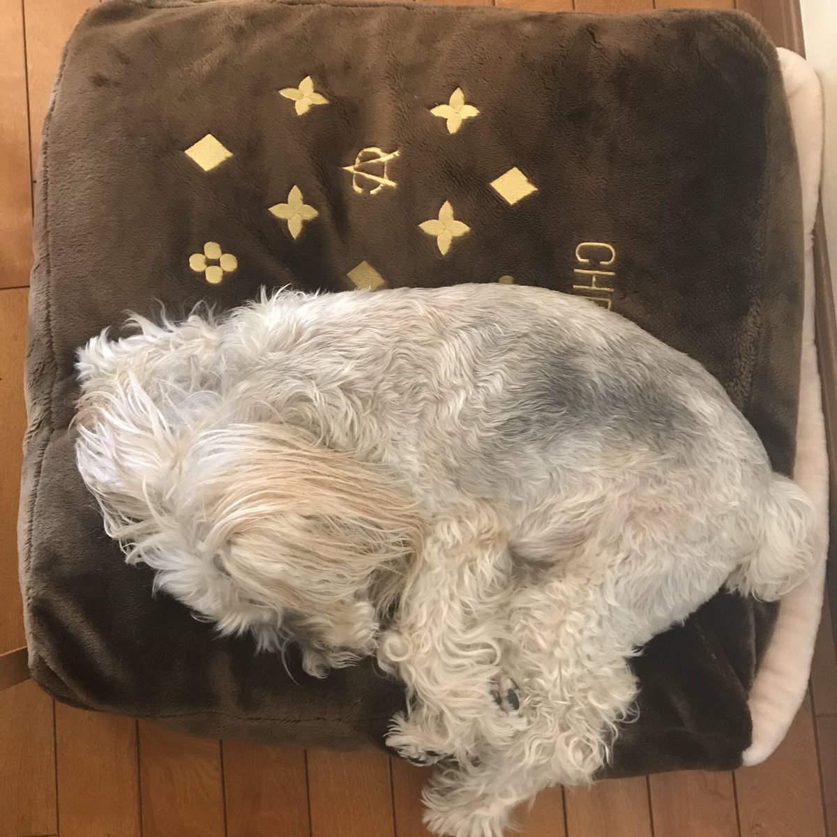 keiko_moco's tweet image. 丸まってお昼寝中😴😪😴🐾
#dogdiggindesigns