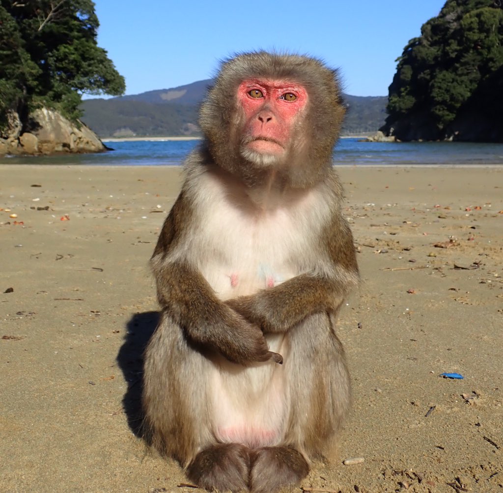 日本モンキーセンター 公式 夢だった幸島内でテント泊をしました 写真 幸島のサル 名前 カンナ 写真 手作りカオマンガイ 写真 鳥島と日の出 写真 ここをキャンプ地とする 感想 宮崎は冬も暖かくて過ごしやすい と聞いていましたが 寒かっ