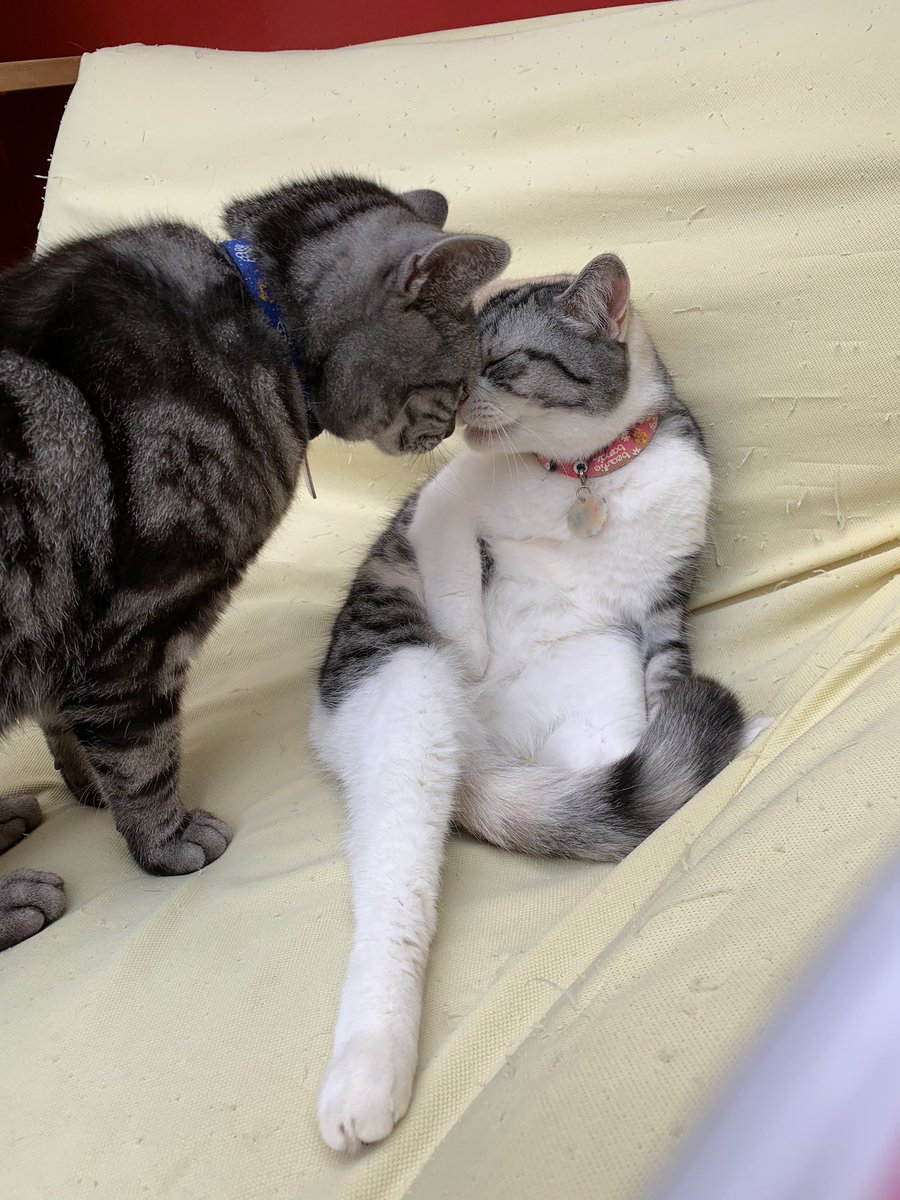 ট ইট র 猫カフェ アミパ名取店 こんにちは ごましおがつくねちゃんにスリスリ ちょ ちょっとしつこいにゃ 空気を読まないごましおに 猫パンチ炸裂 やっぱりひとりが好きなつくねちゃんでした ごましお どんまい