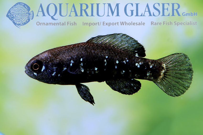 elassoma evergladei care