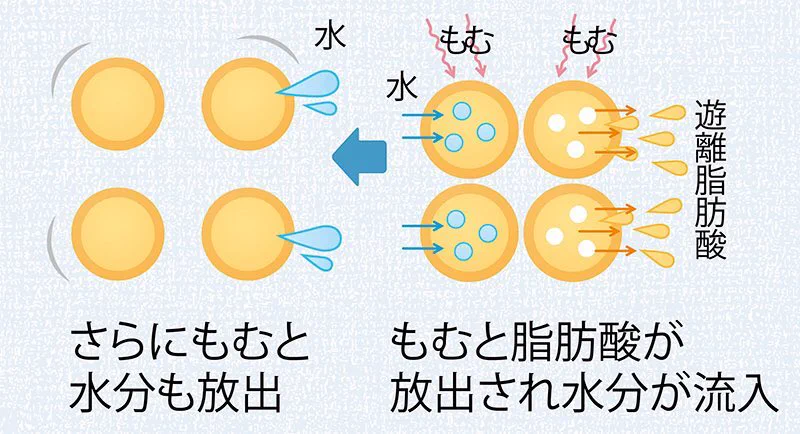 ぶよぶよのお腹が気になる？そんな人にオススメな脂肪燃焼のやり方！