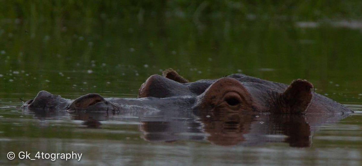 bush_wing's tweet photo. I see YOU! Our hippo pool is indeed one of the best features at Mara Bush Camp Private Wing #4x4Safari #Photosafari #luxurysafari #kenya #hippopool #Hippo #MaasaiMara #Marabushcamp #PrivateWing #luxurycamp #tailormadetravel #luxurysafari https://t.co/zQPH5FUnT0