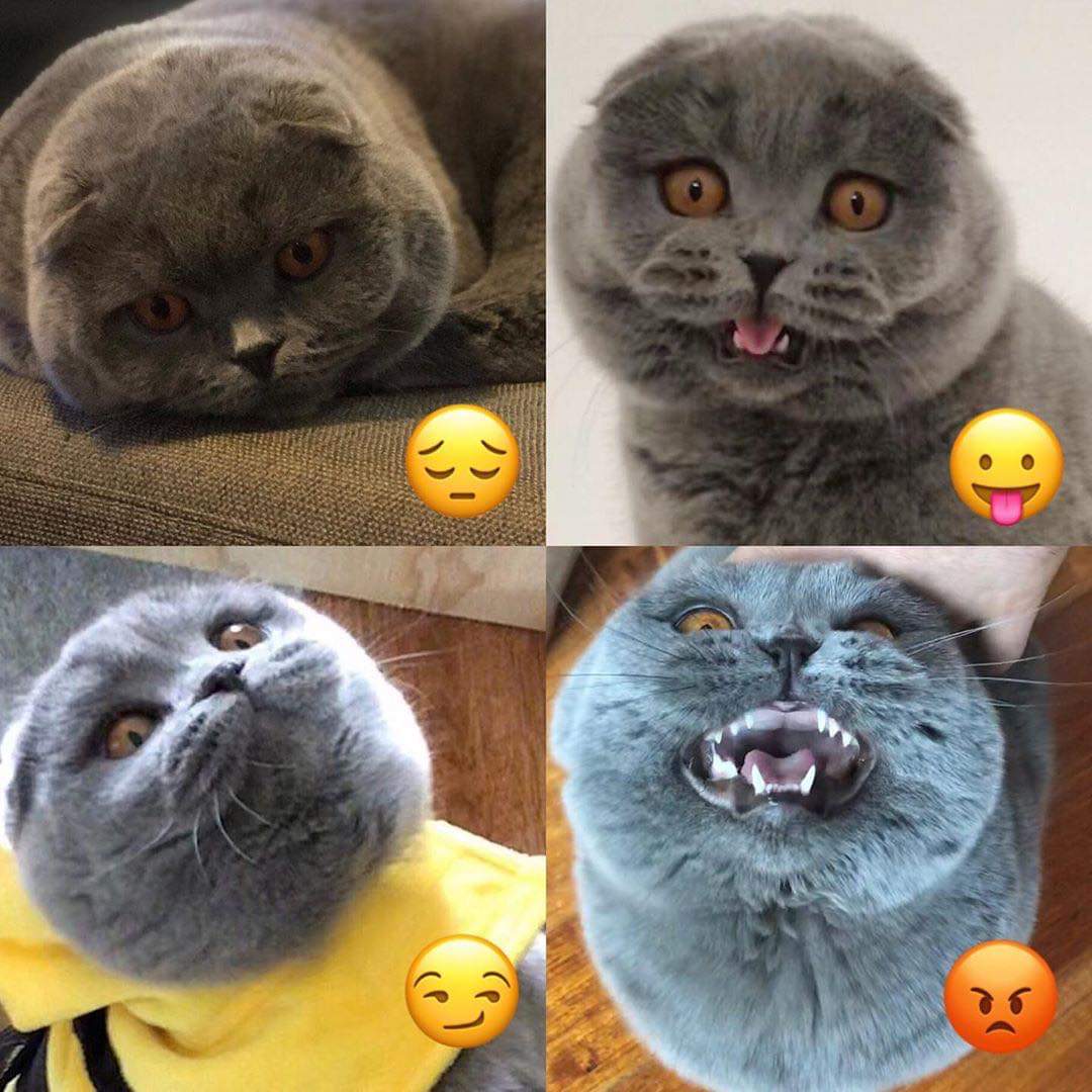 KucingBertweet's tweet photo. Emoji - Cat version  🤣😂😻 https://t.co/WR0m7AQrwd